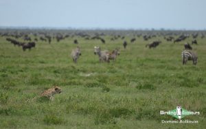 Tanzania birding safari