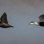 Norfolk broads birding tour