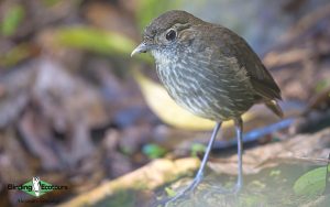 Colombian endemics birding tour