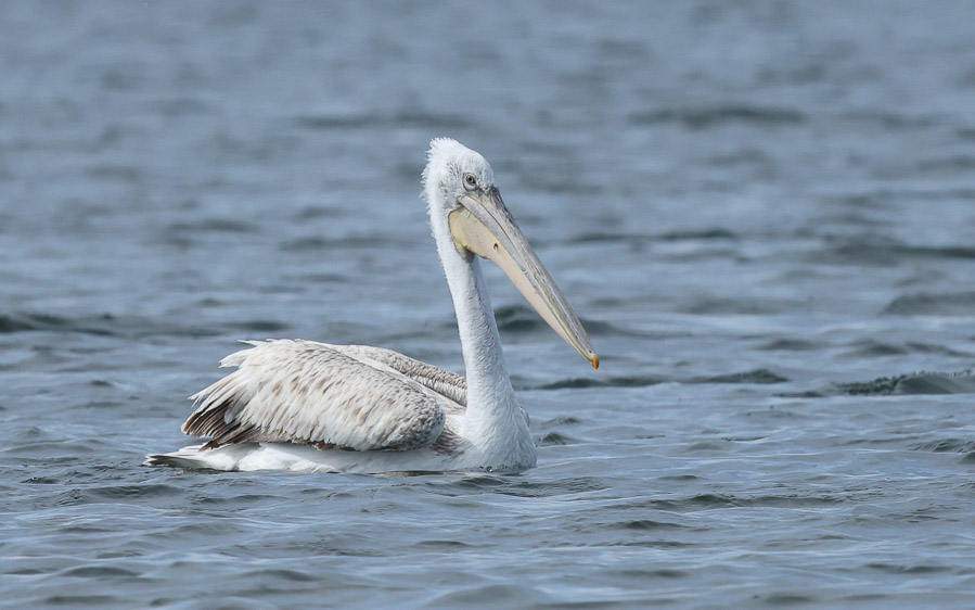 Bulgaria birding tour