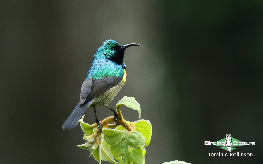 Tanzania birding safari