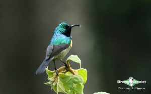 Northern Tanzania birding tours