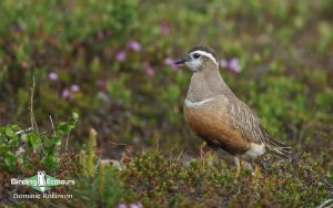 Finland birding tours