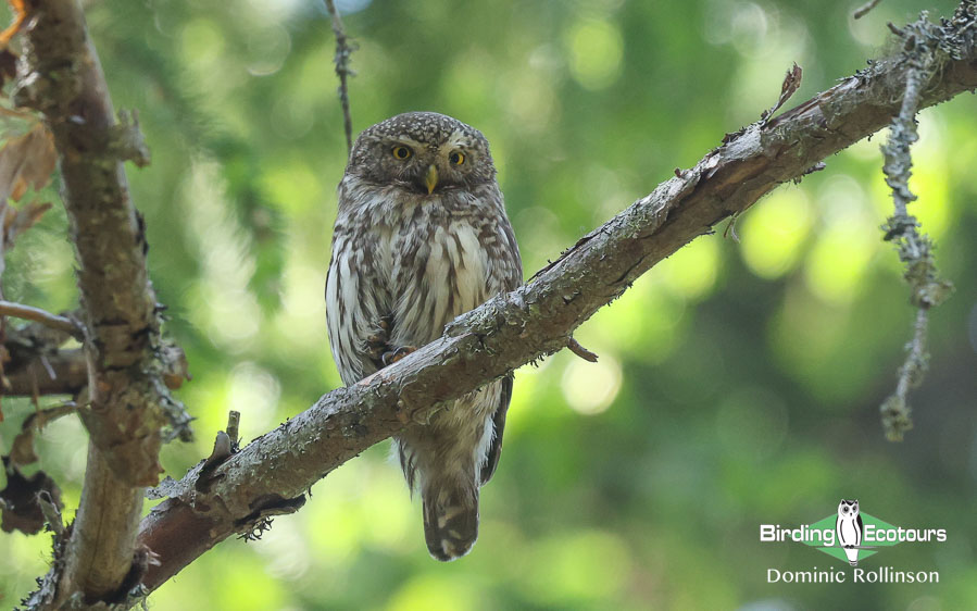 Finland birding tours