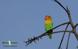 Northern Tanzania birding tours