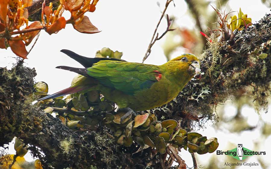 Colombian birding tours