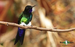 Colombian endemics birding tour