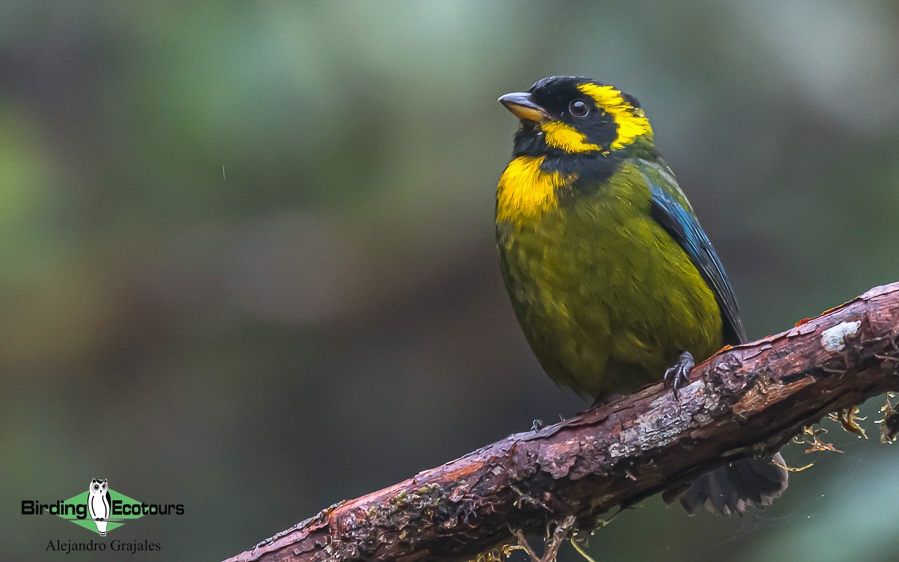 Colombian birding tours