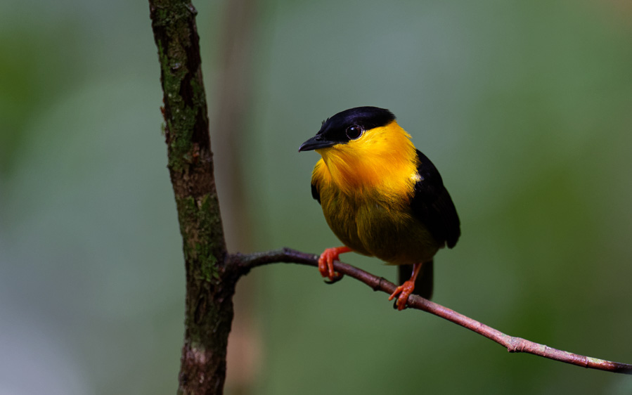 Best of Panama birding tours