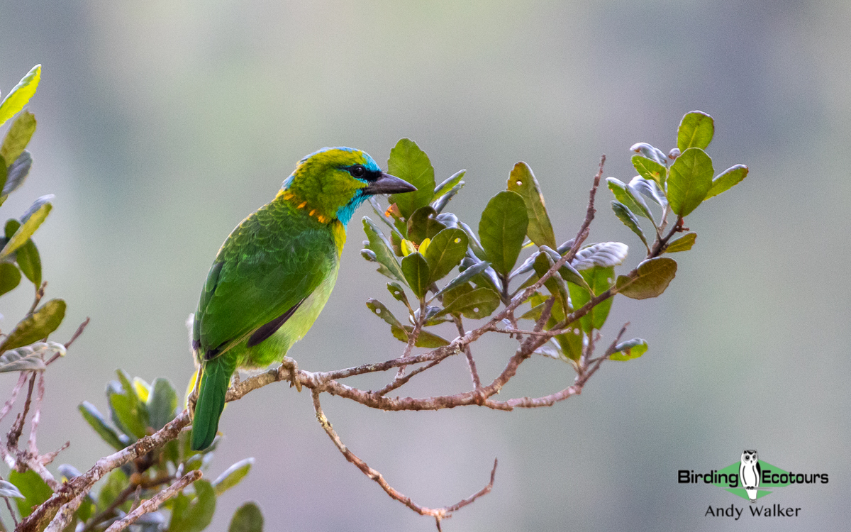 Borneo: Sabah Classic Birding Tour - Birding Ecotours