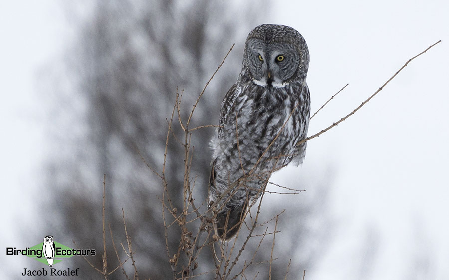 Finland birding tours