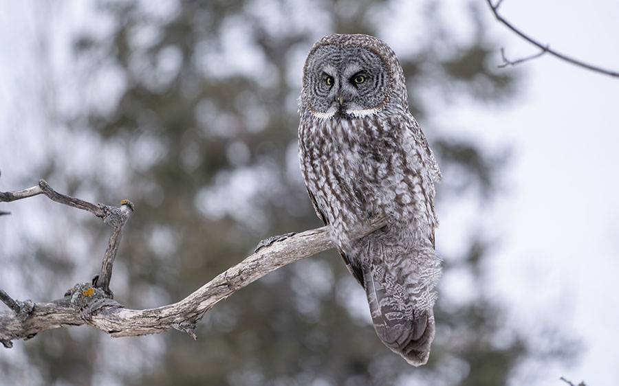 Minnesota birding tours