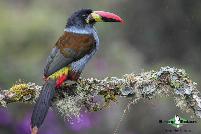 Colombian birding tours