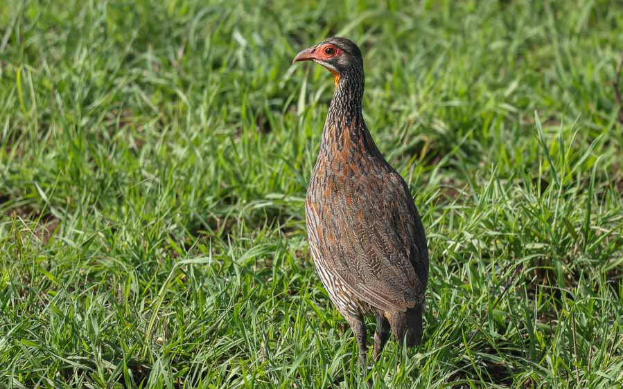 Northern Tanzania birding tours