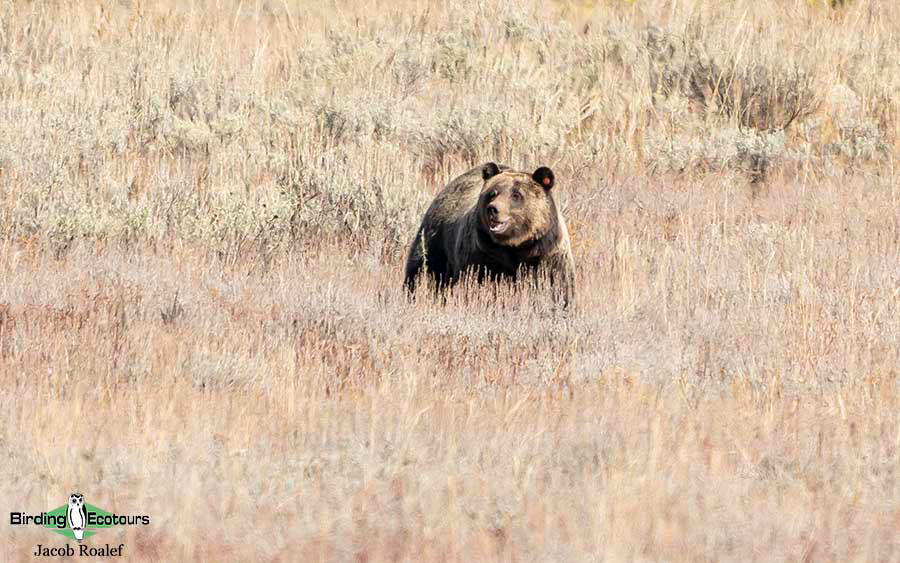 Yellowstone birding tours