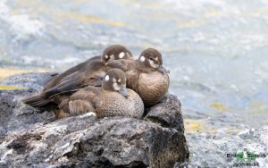 Yellowstone birding tours