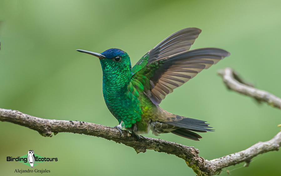 Colombian birding tours