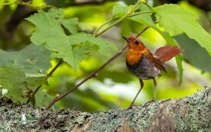 Japanese birding tours