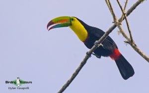 Panama birding tour