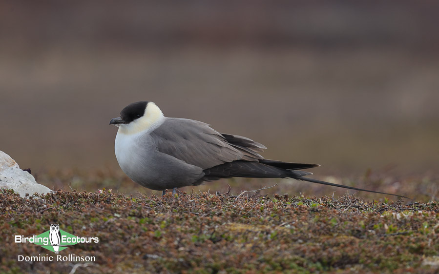 Finland and Norway birding tour