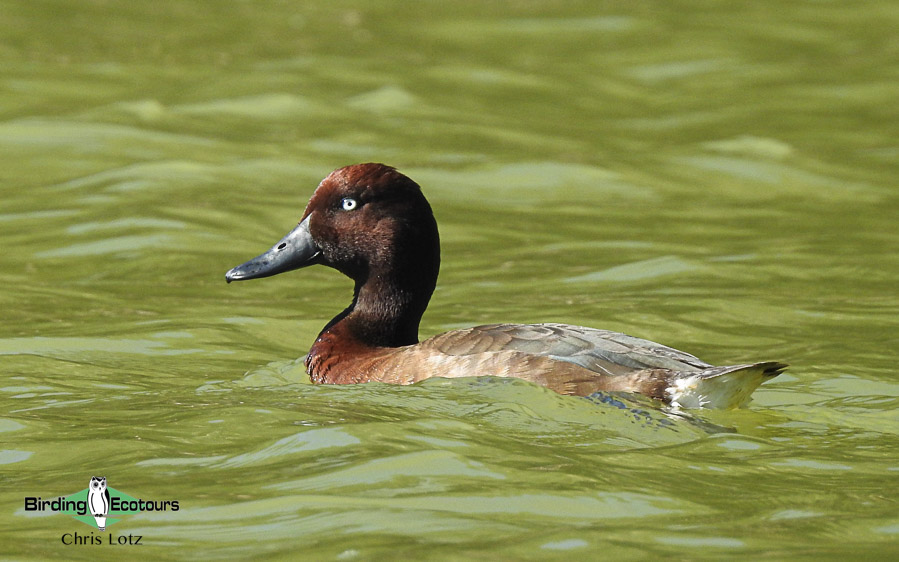 Remote north Madagascar birding tour