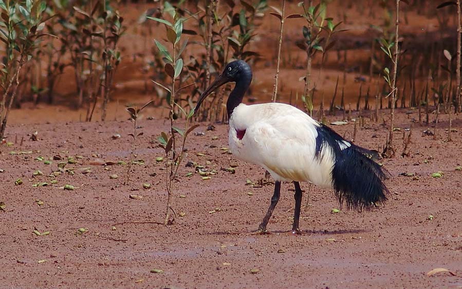 Remote Madagascar birding tour