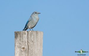 Yellowstone birding tours