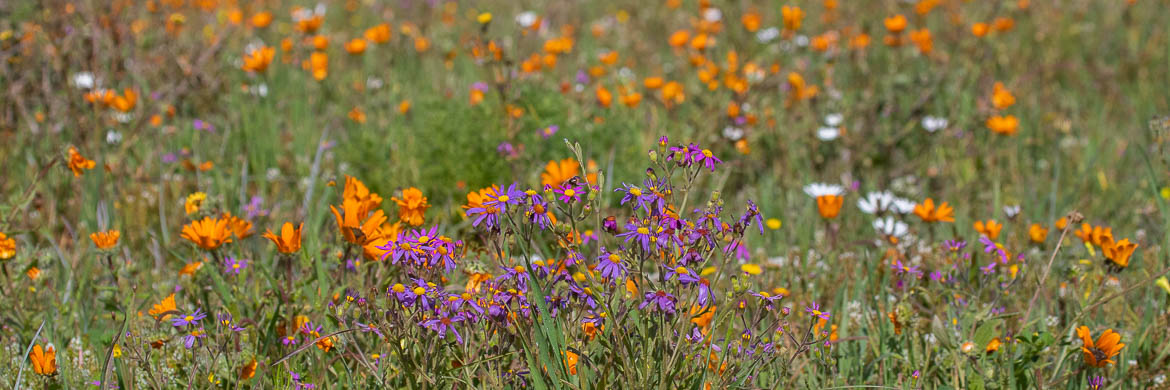 Namaqualand Flower Tours From Cape Town 