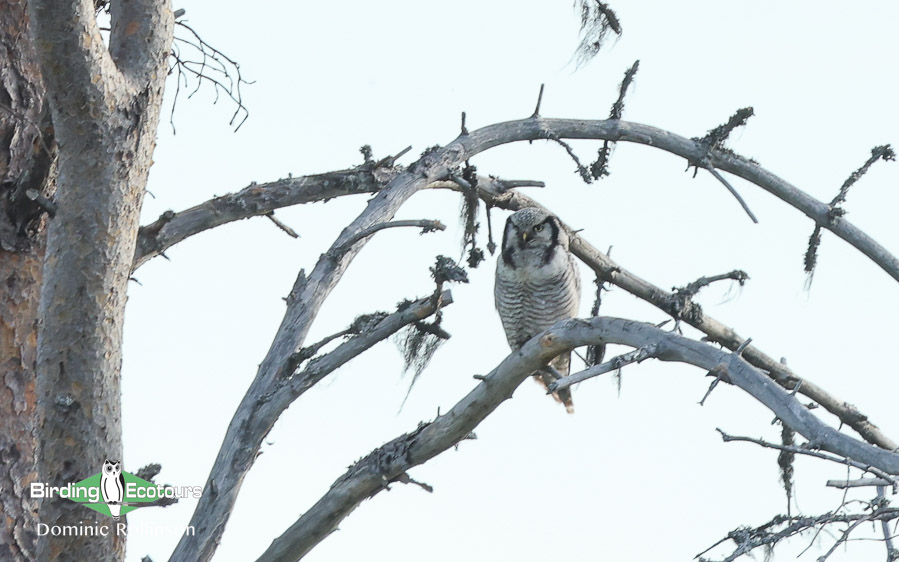 Finland birding tours