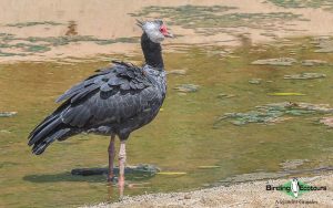 Colombian endemics birding tour