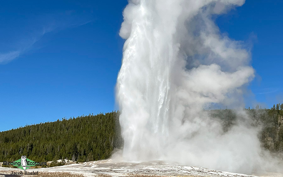 Yellowstone birding tours