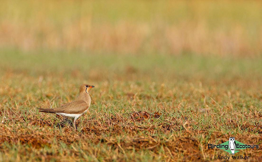 Taiwan birding tours