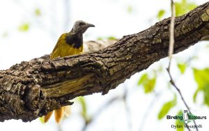 Gambia birding tours