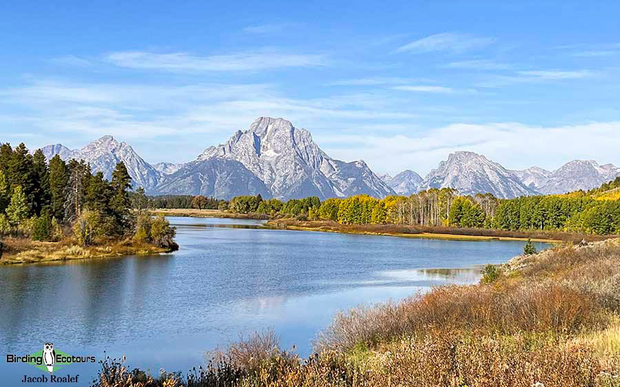 Yellowstone birding tours