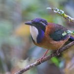 Complete Madagascar birding tour