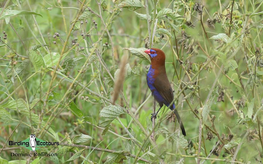 Tanzania birding safari