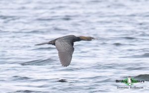 Bulgaria birding tour