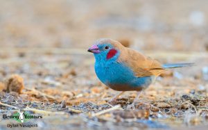 Gambia birding tours