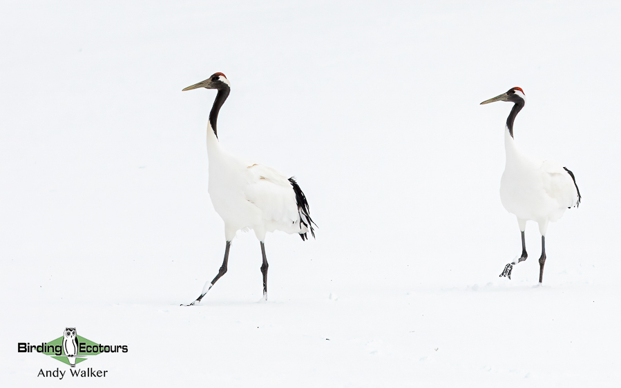 Japan Winter Birds