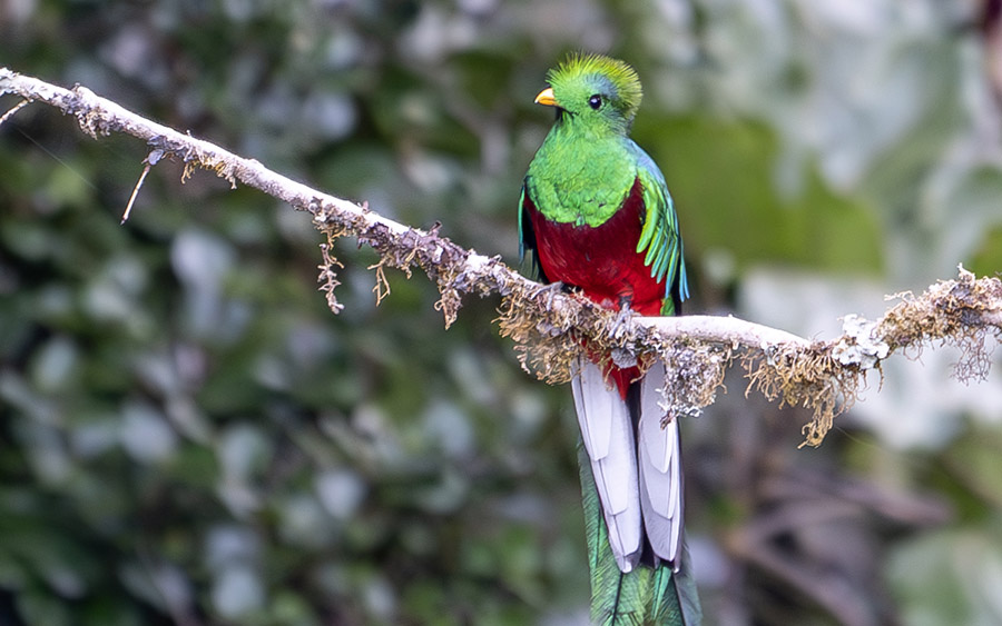 Costa Rica Birding Escape