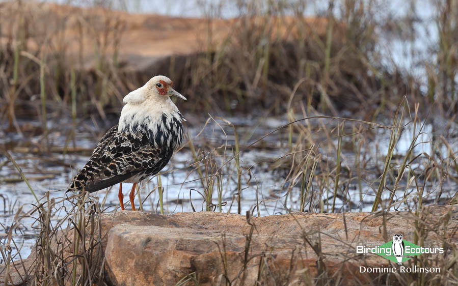 Finland and Norway birding tour