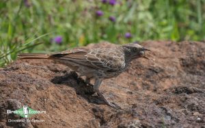 Tanzania birding safari