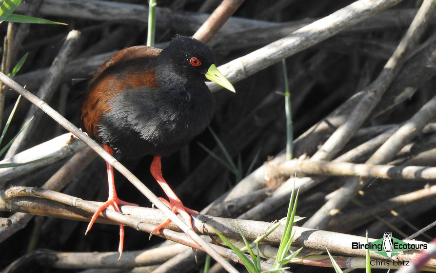 Remote Madagascar birding tour