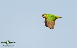 Gambia birding tours