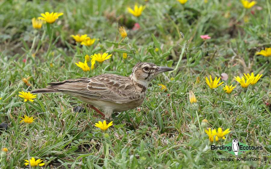 Tanzania birding safari