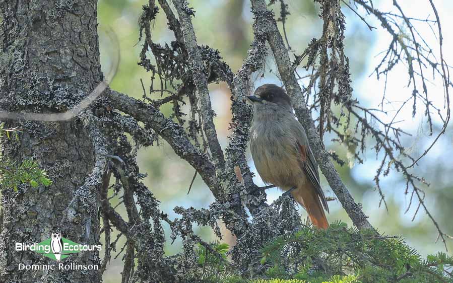 Finland birding tours