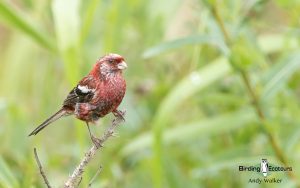 Japanese birding tours