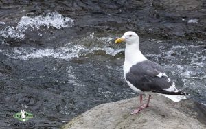 Japanese birding tours