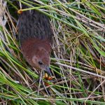 Remote northern Madagascar birding tour