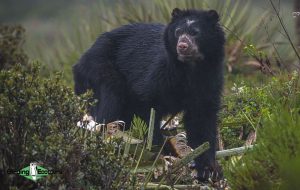 Colombian endemics birding tour